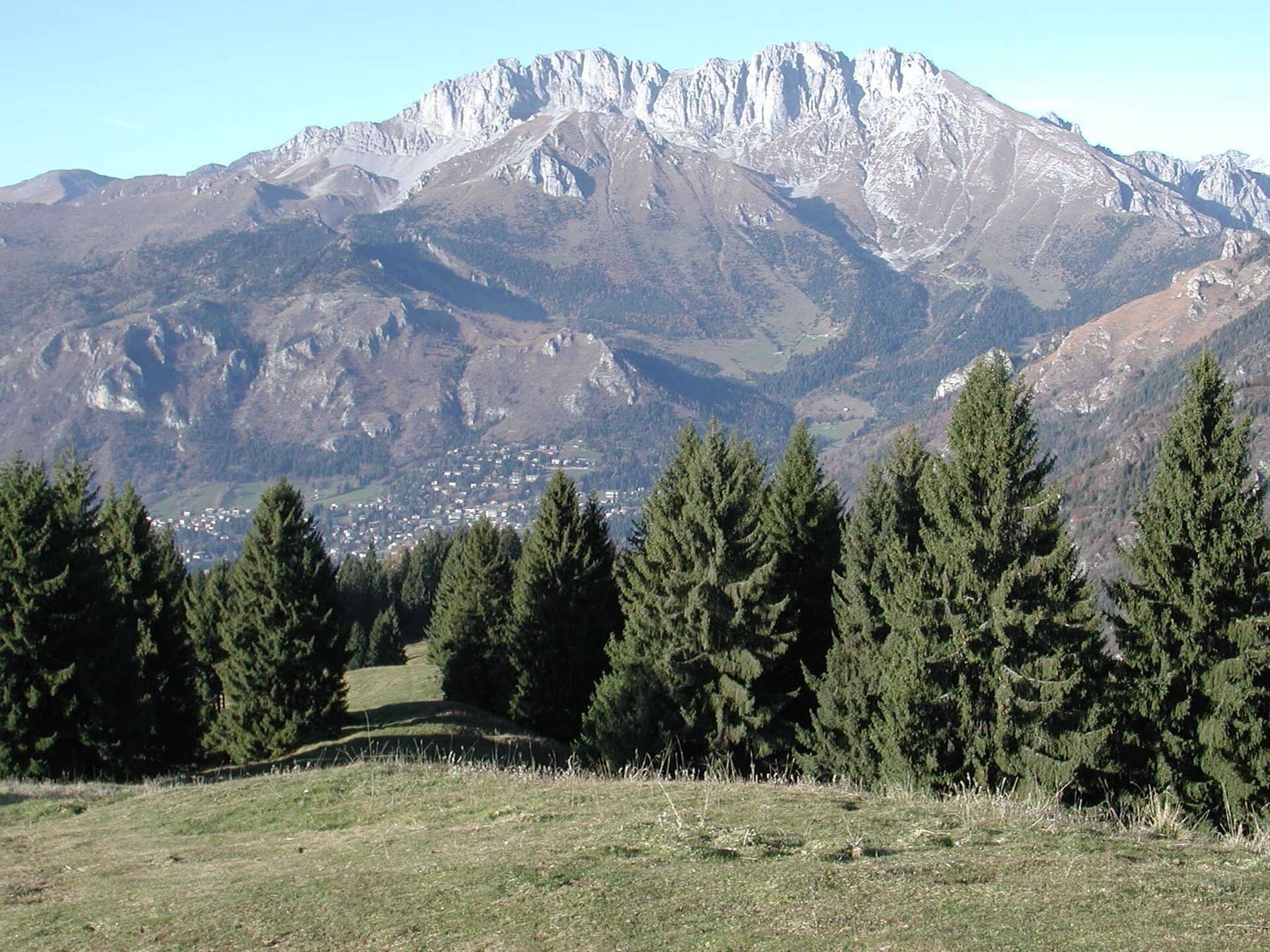 Il massiccio della Presolana sopra le case di Castione della Presolana, visto dai pascoli con abeti in primo piano