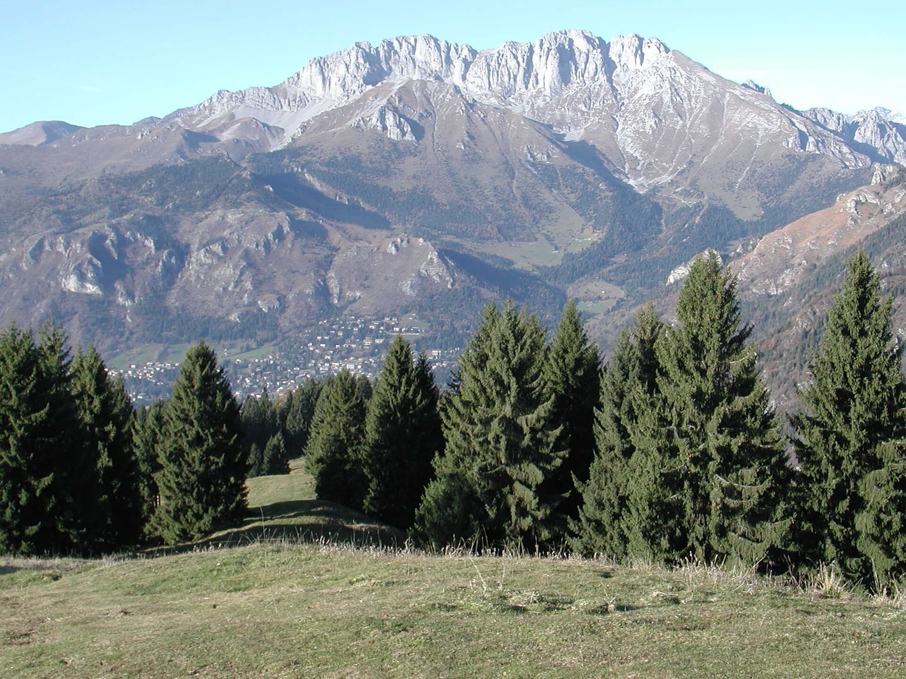 Il massiccio della Presolana sopra le case di Castione della Presolana, visto dai pascoli con abeti in primo piano