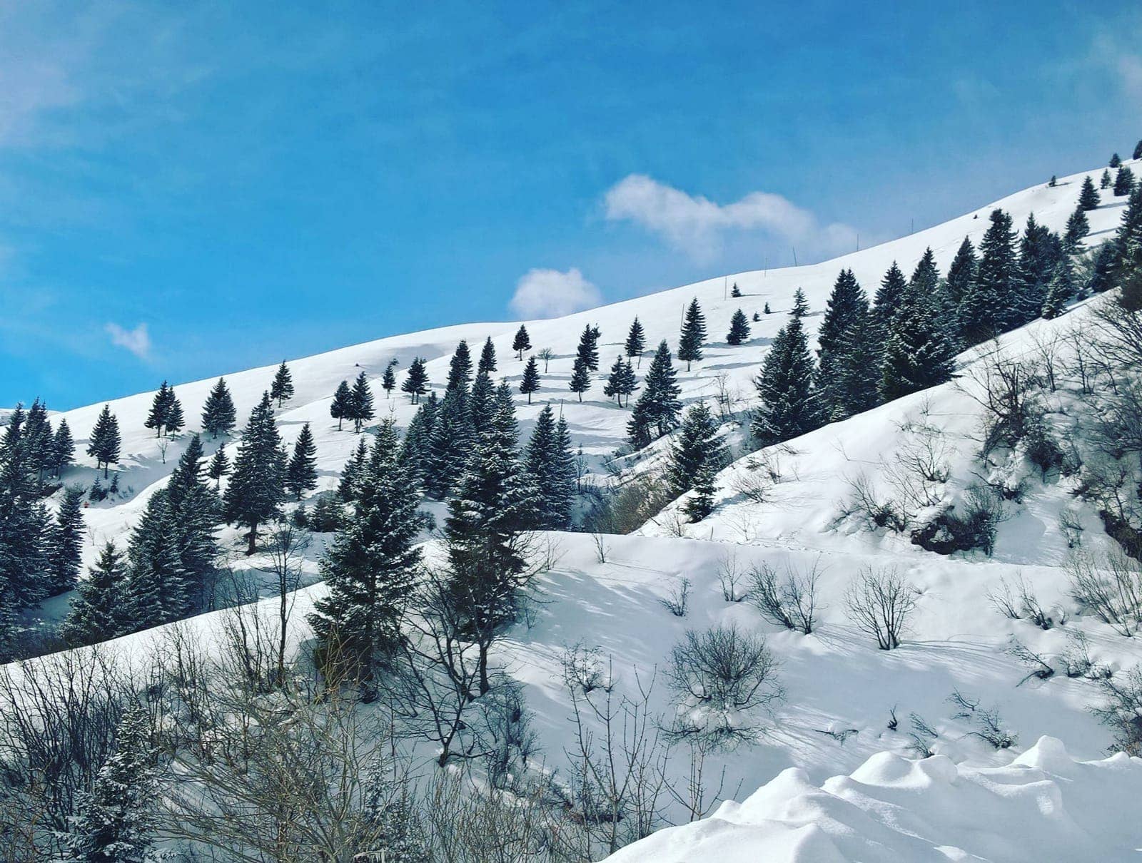 Pendii innevati e abeti sotto il cielo azzurro al Passo San Marco, sopra Mezzoldo in alta Valle Brembana